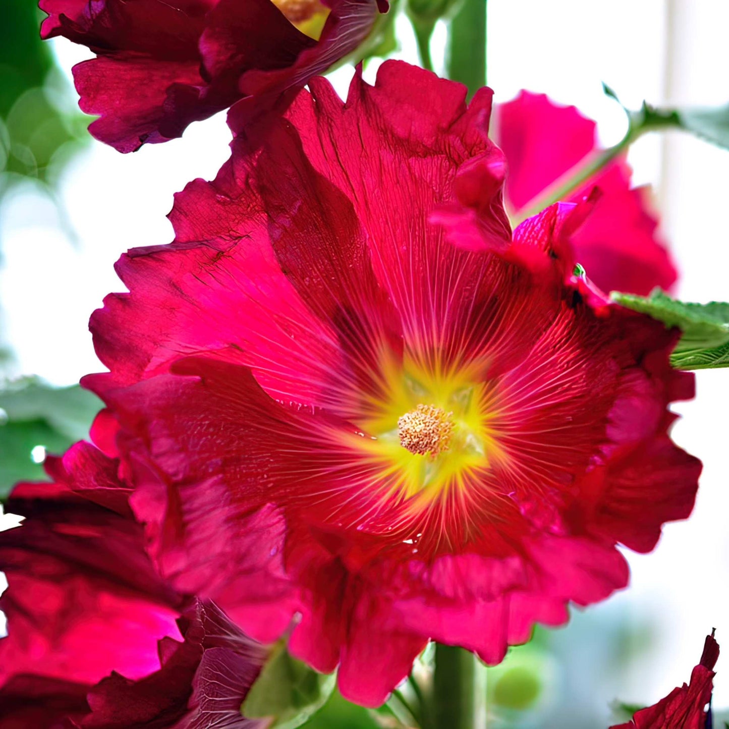 200Pcs Hollyhock Seeds Pack