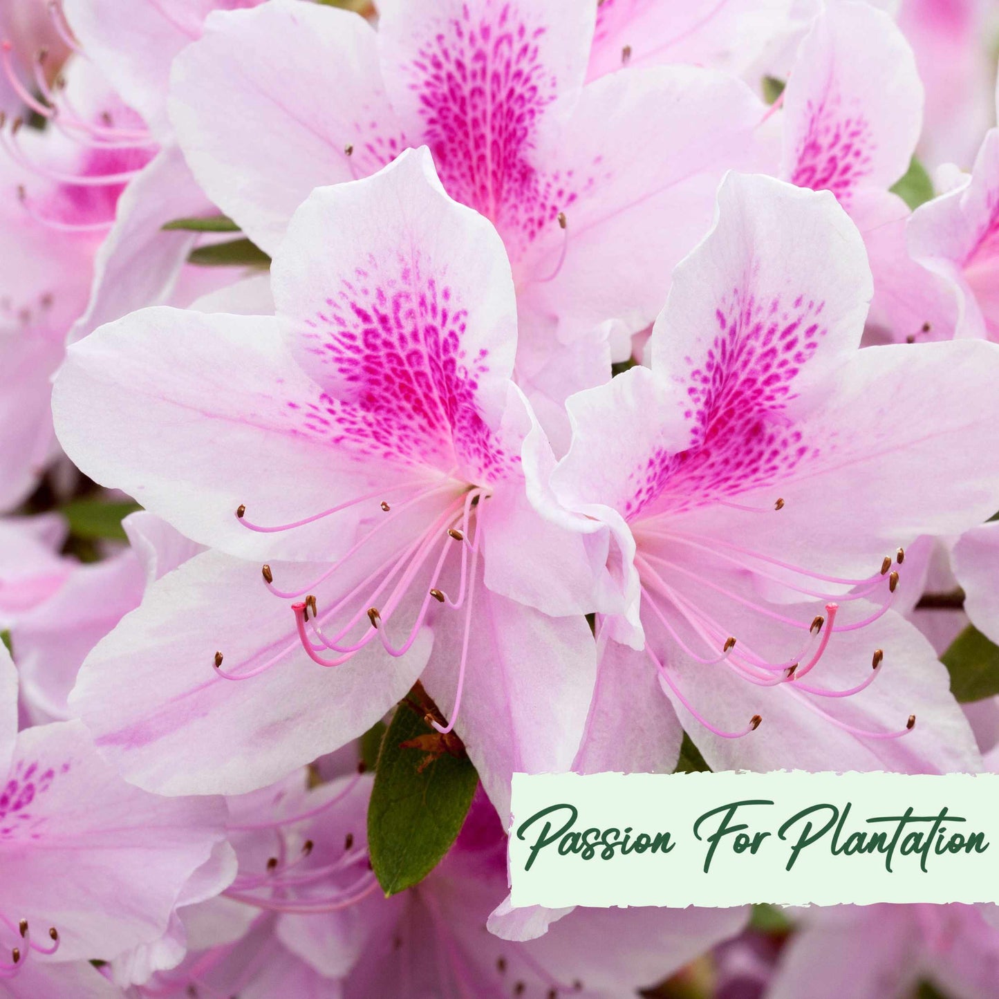 50Pcs Azalea (Rhododendron) Seeds