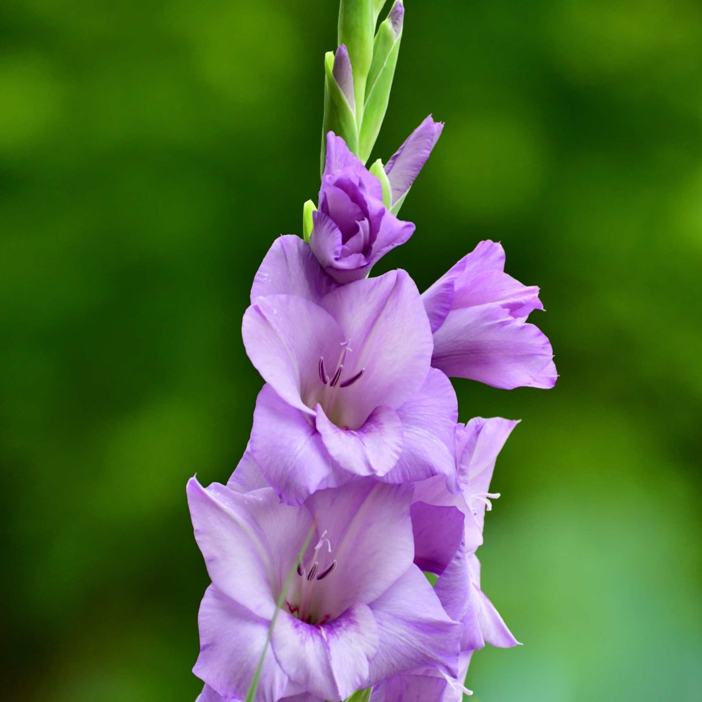 100Pcs Gladiolus Flower Seeds Pack