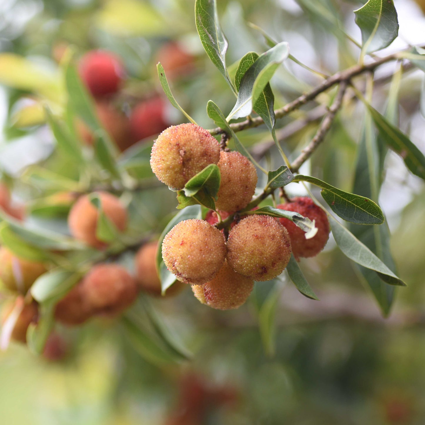 5Pcs Yangmei (Bayberry) Plant Seeds