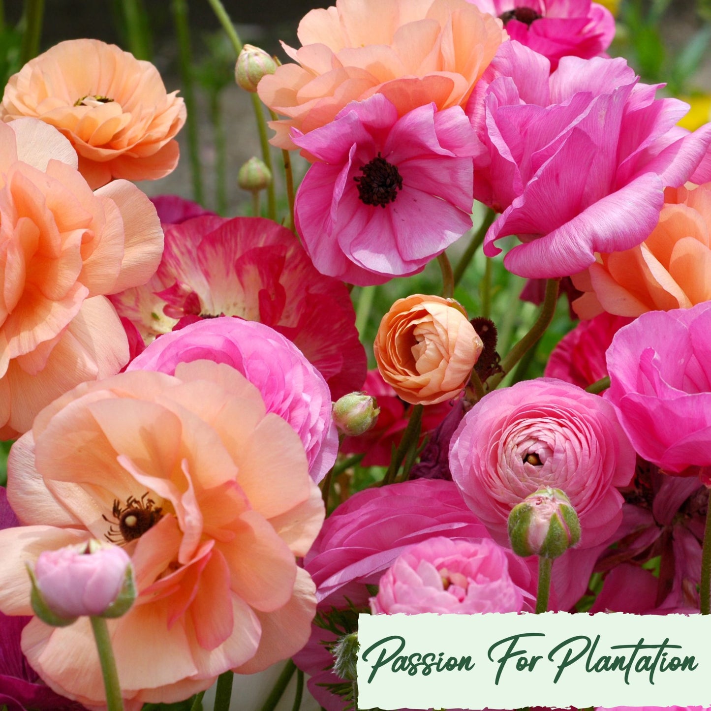 100Pcs Royal Ranunculus Asiaticus Seeds