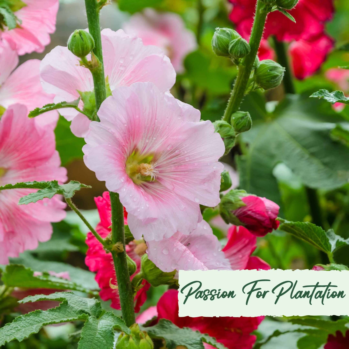 50Pcs Peach Colored Hollyhock Seeds