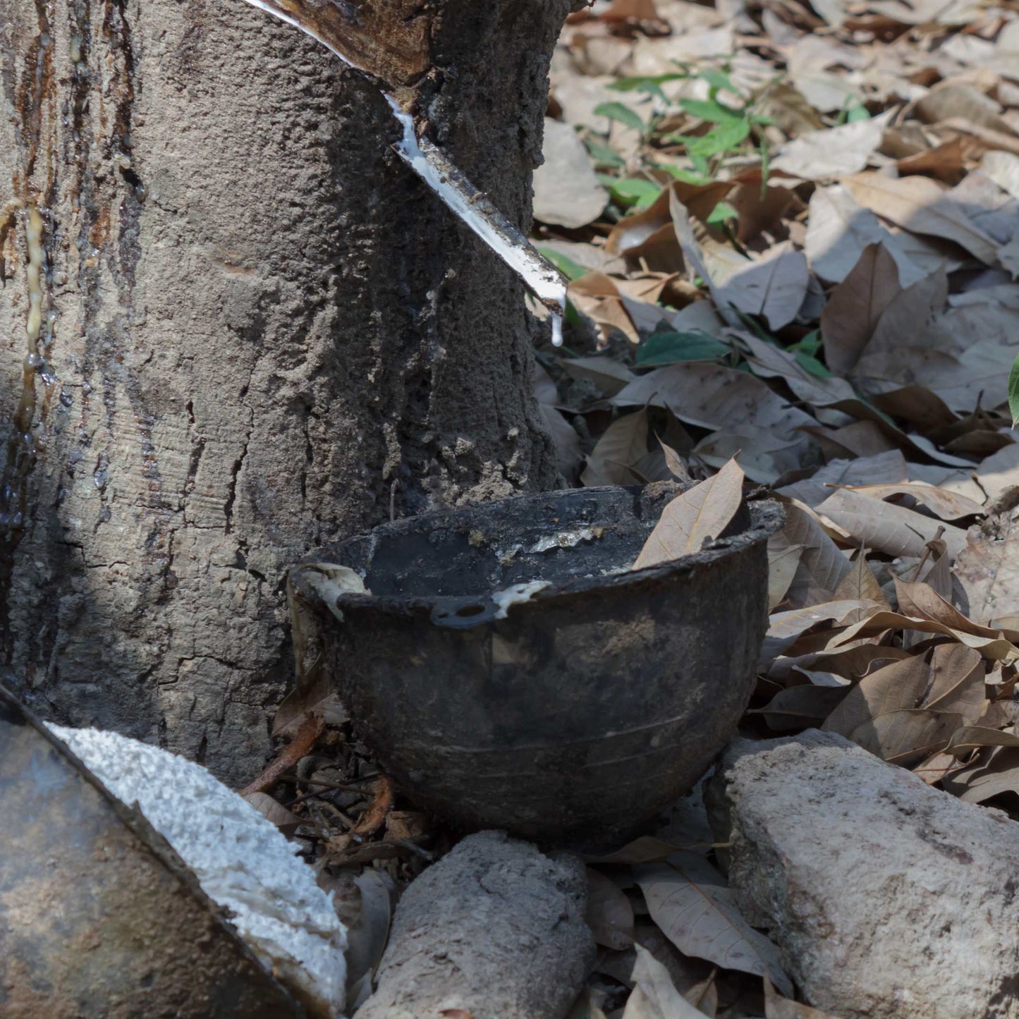5pcs Professional Grade Rubber Tree Plant Seeds