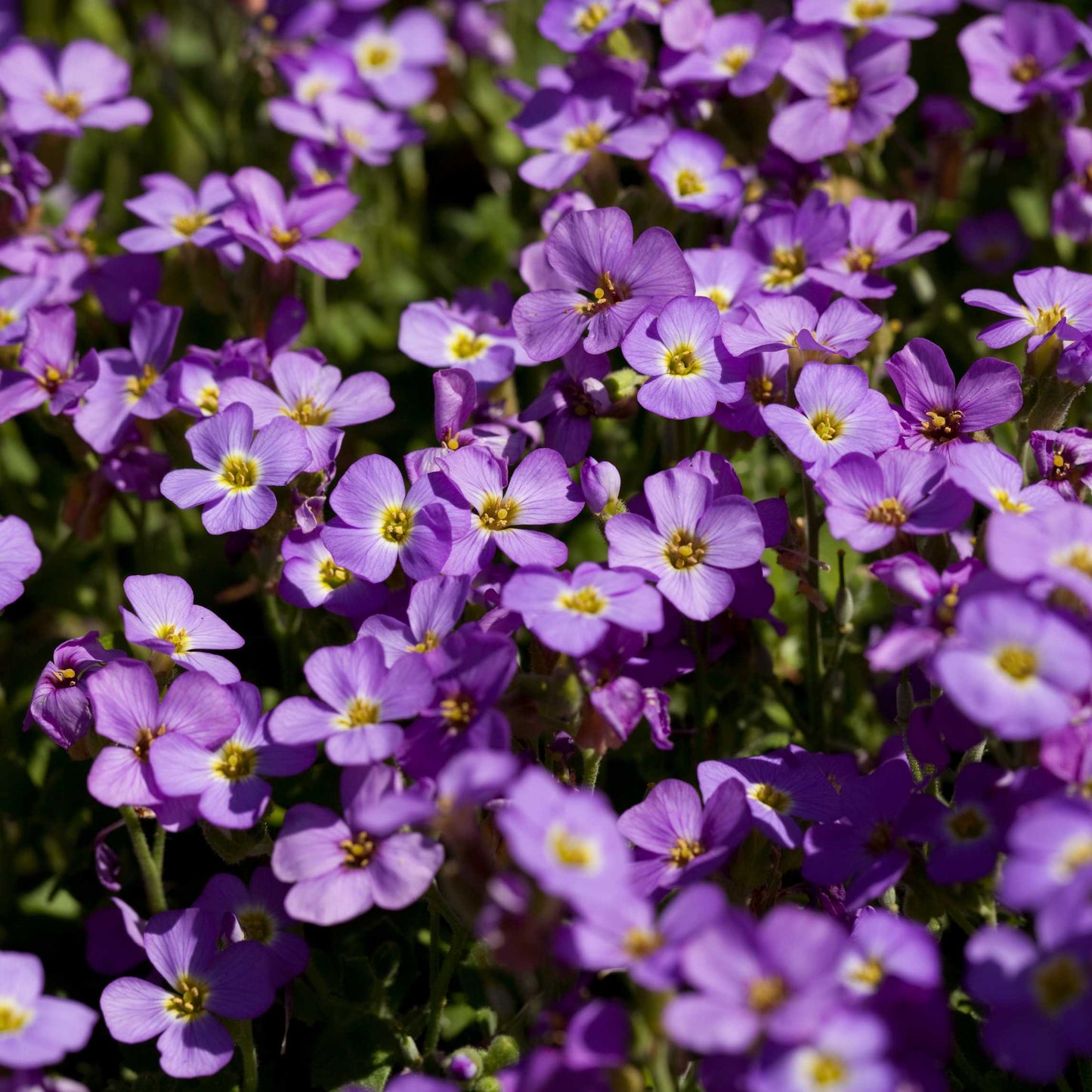 100Pcs Impatiens Flower Seeds Pack