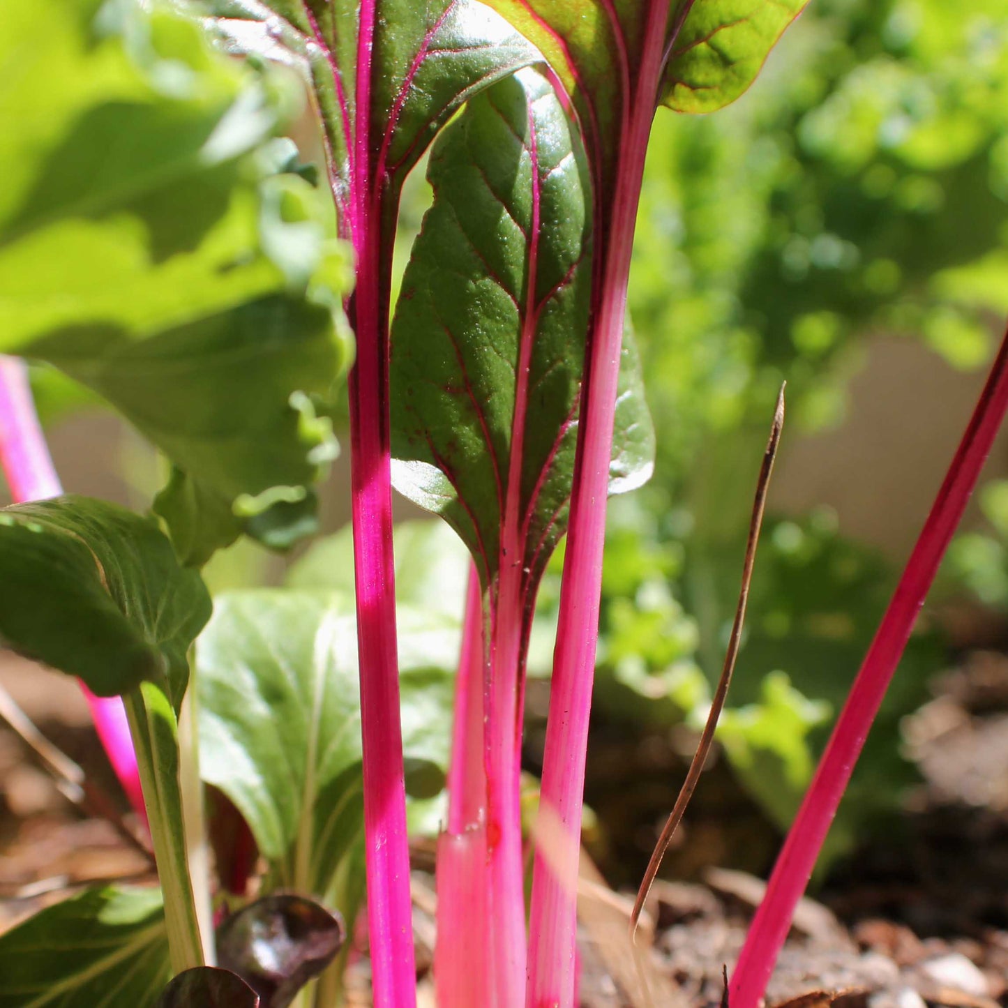 20Pcs Organic Swiss Chard Seeds
