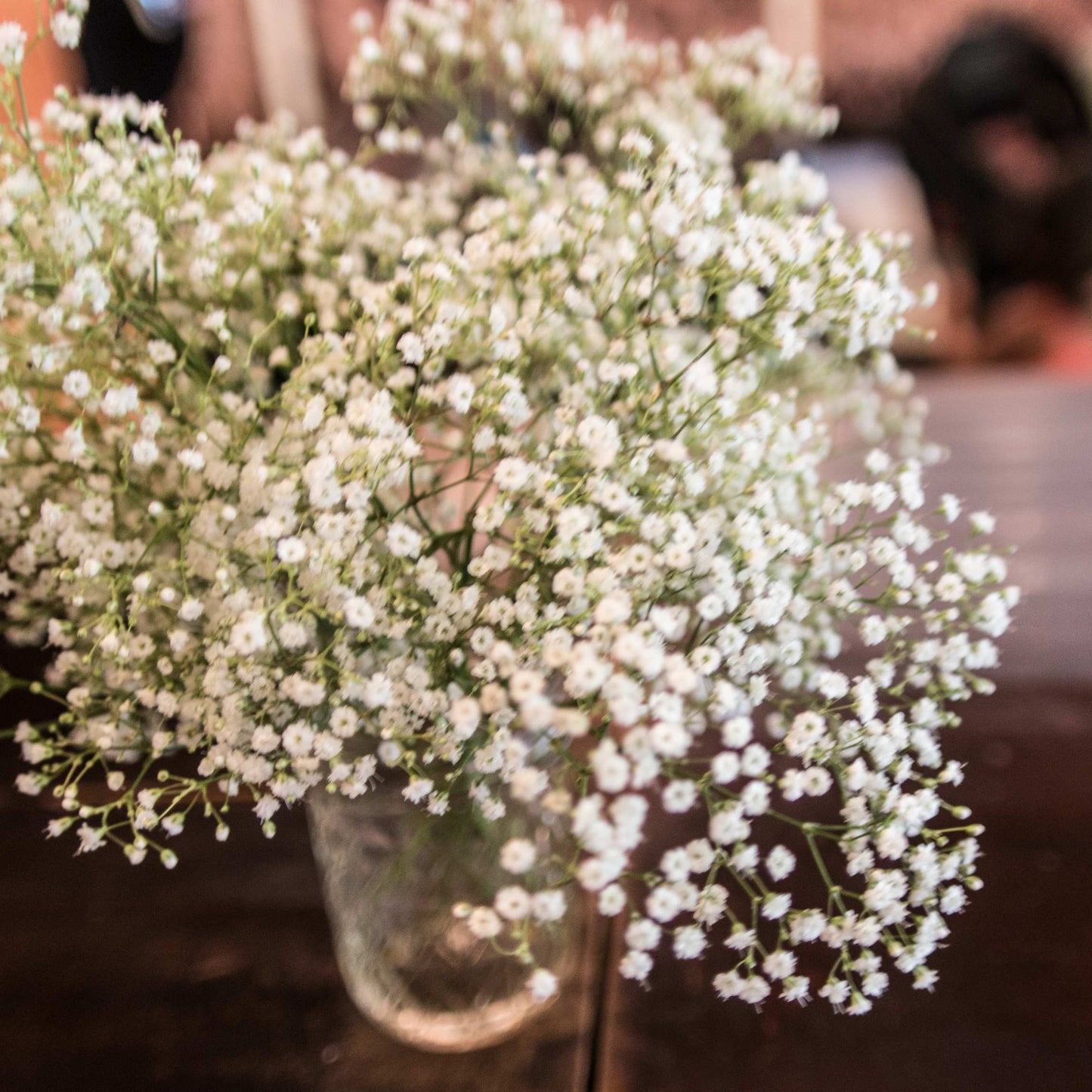 50Pcs Baby's Breath, Gypsophila Seeds