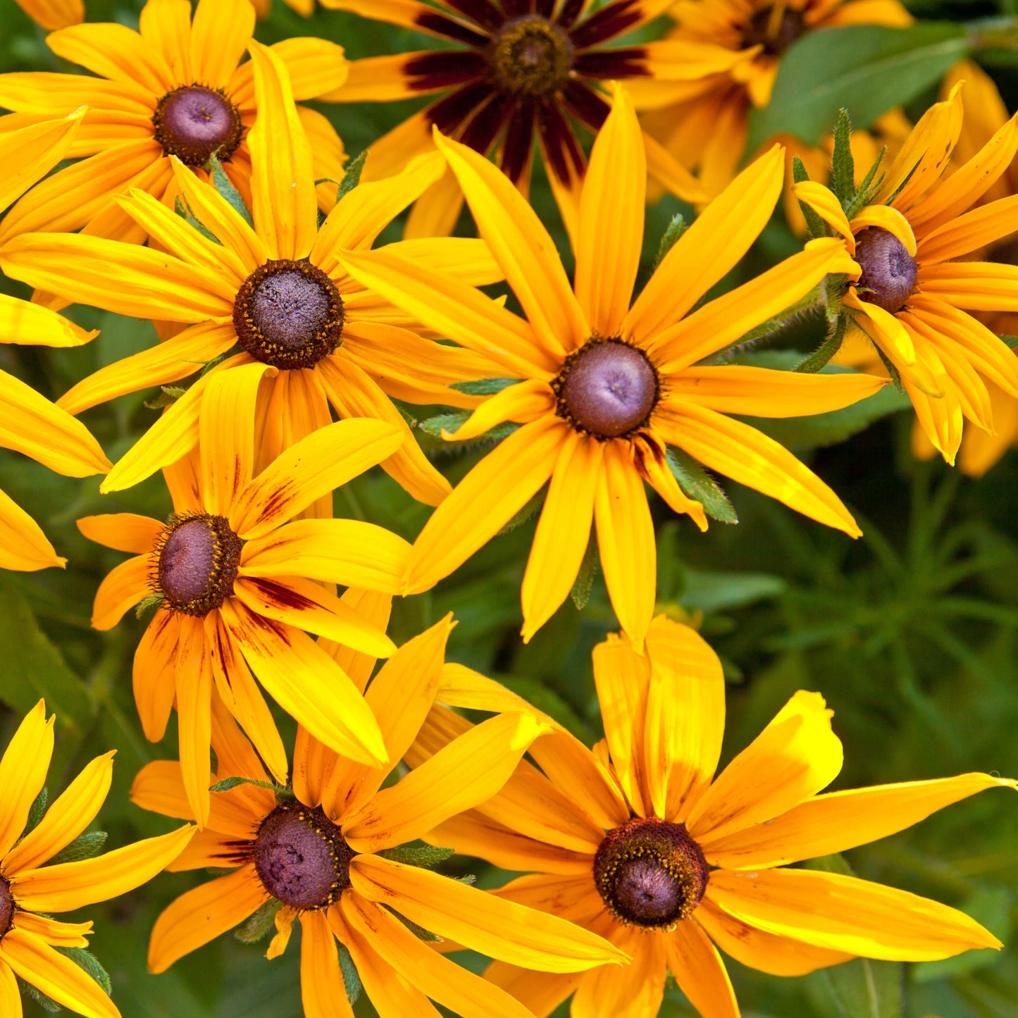 200Pcs Black-Eyed Susan (Rudbeckia hirta) Seeds