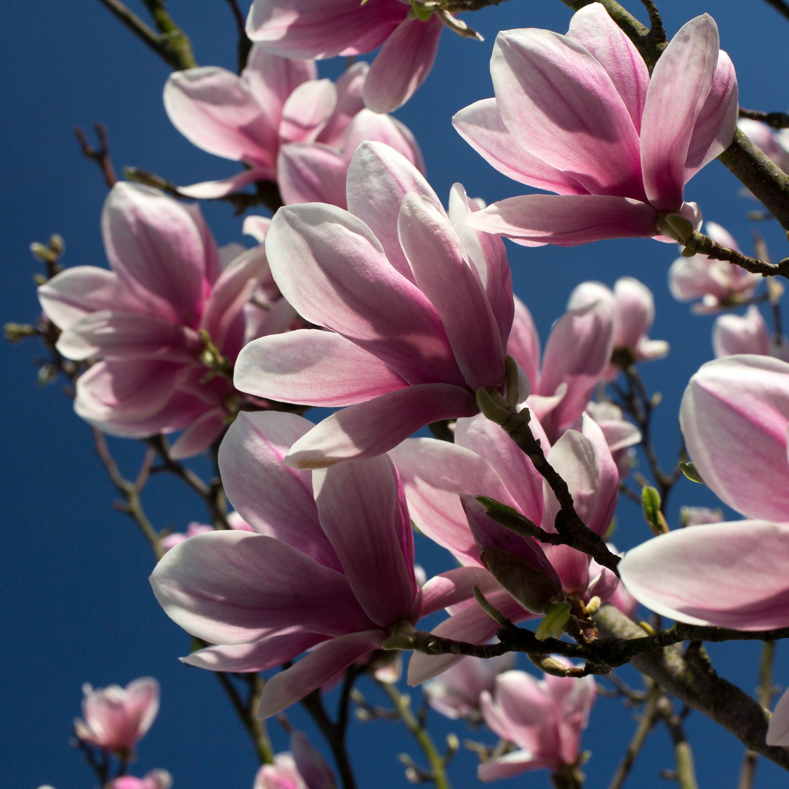 100Pcs Magnolia Flower Seeds Pack