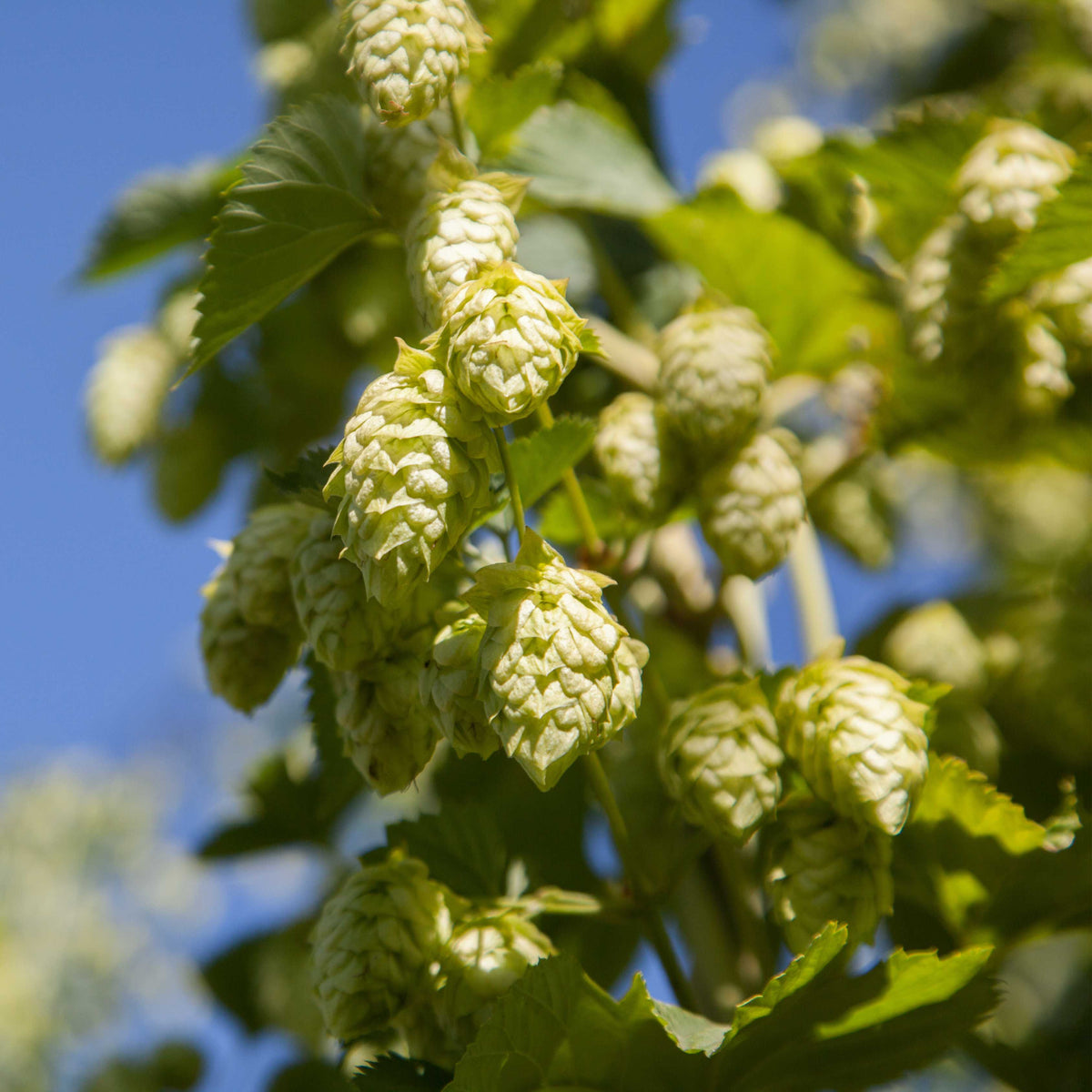 Hops Rhizomes Hops For Beer Humulus Lupulus 250 Seeds UK Beer Hops ...
