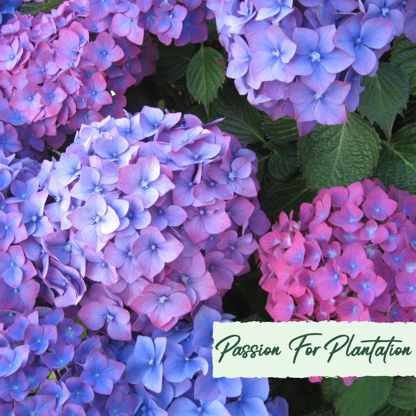 50Pc Emperor Hydrangea Flower Seeds Pack