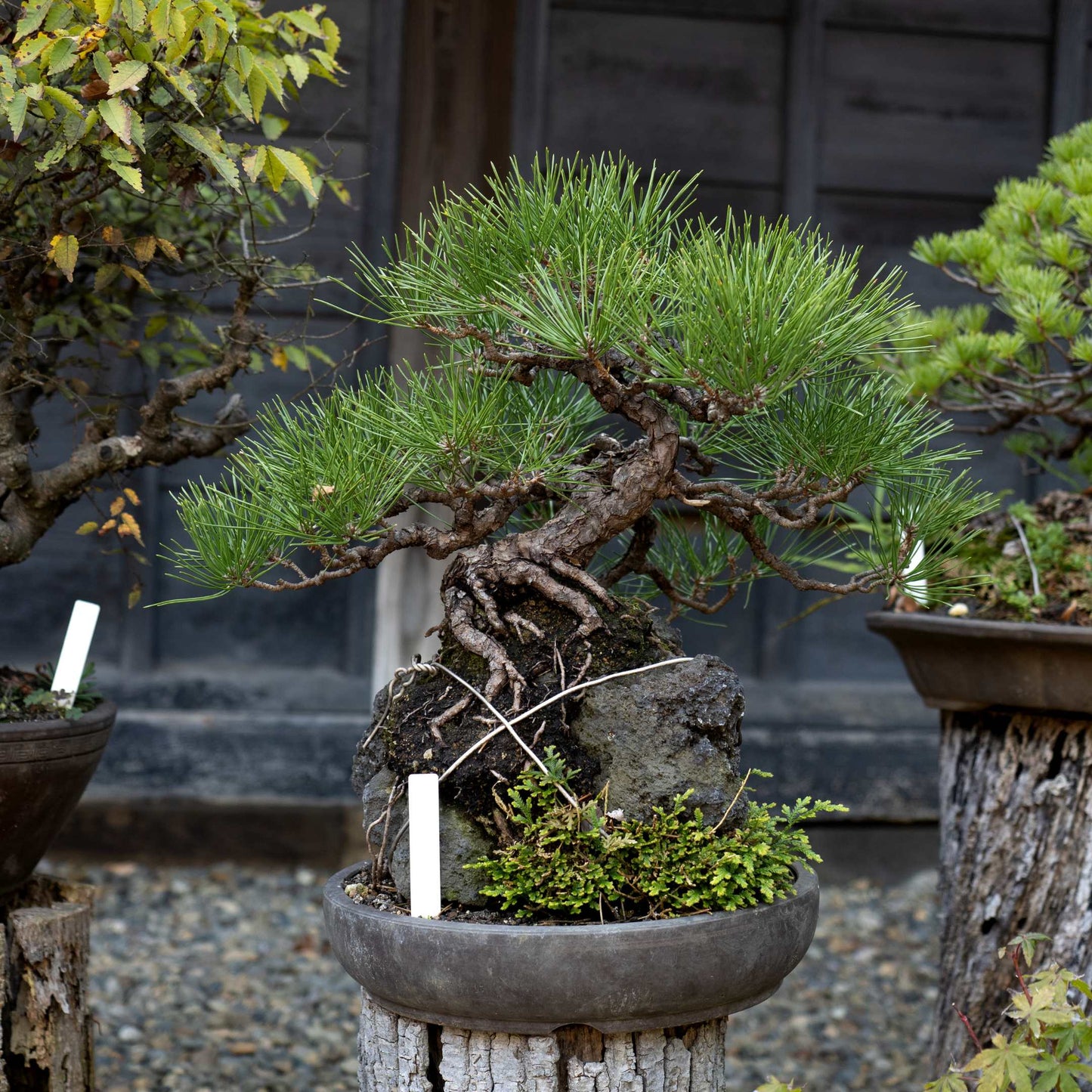20Pcs Japanese Black Pine Seeds (For Bonsai)