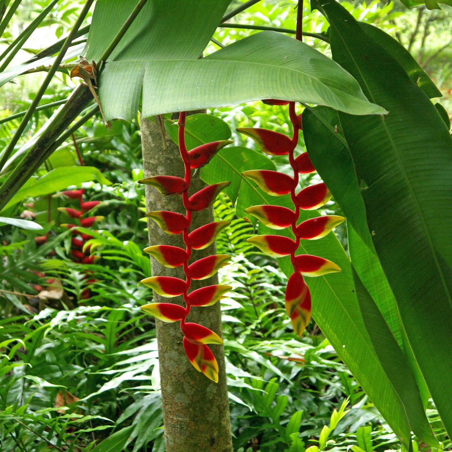 5Pcs Heliconia Wagneriana Ornamental Plant Seeds