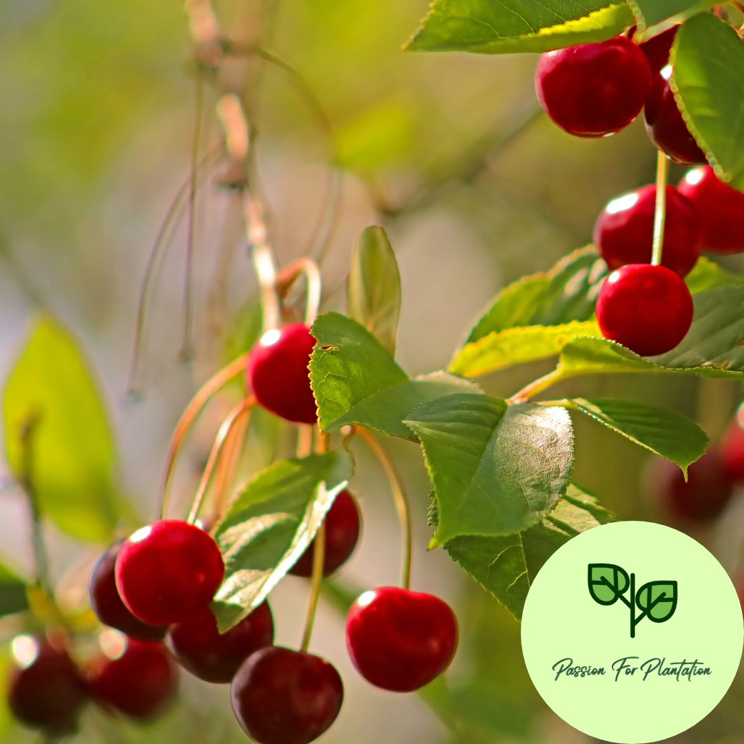 5Pcs Sweet Cherry Fruit Tree Seeds