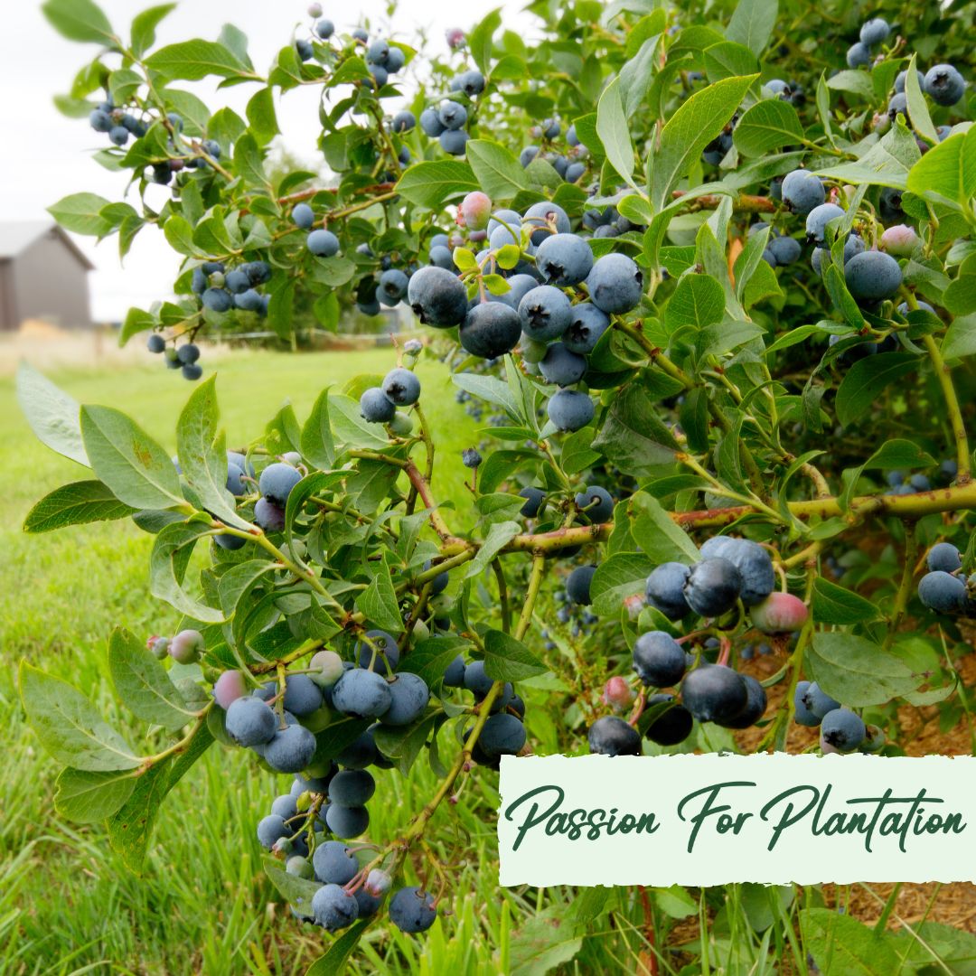 Immune Booster Fruit Seeds Bundle (3 Varieties) – Grow Your Own Superfoods