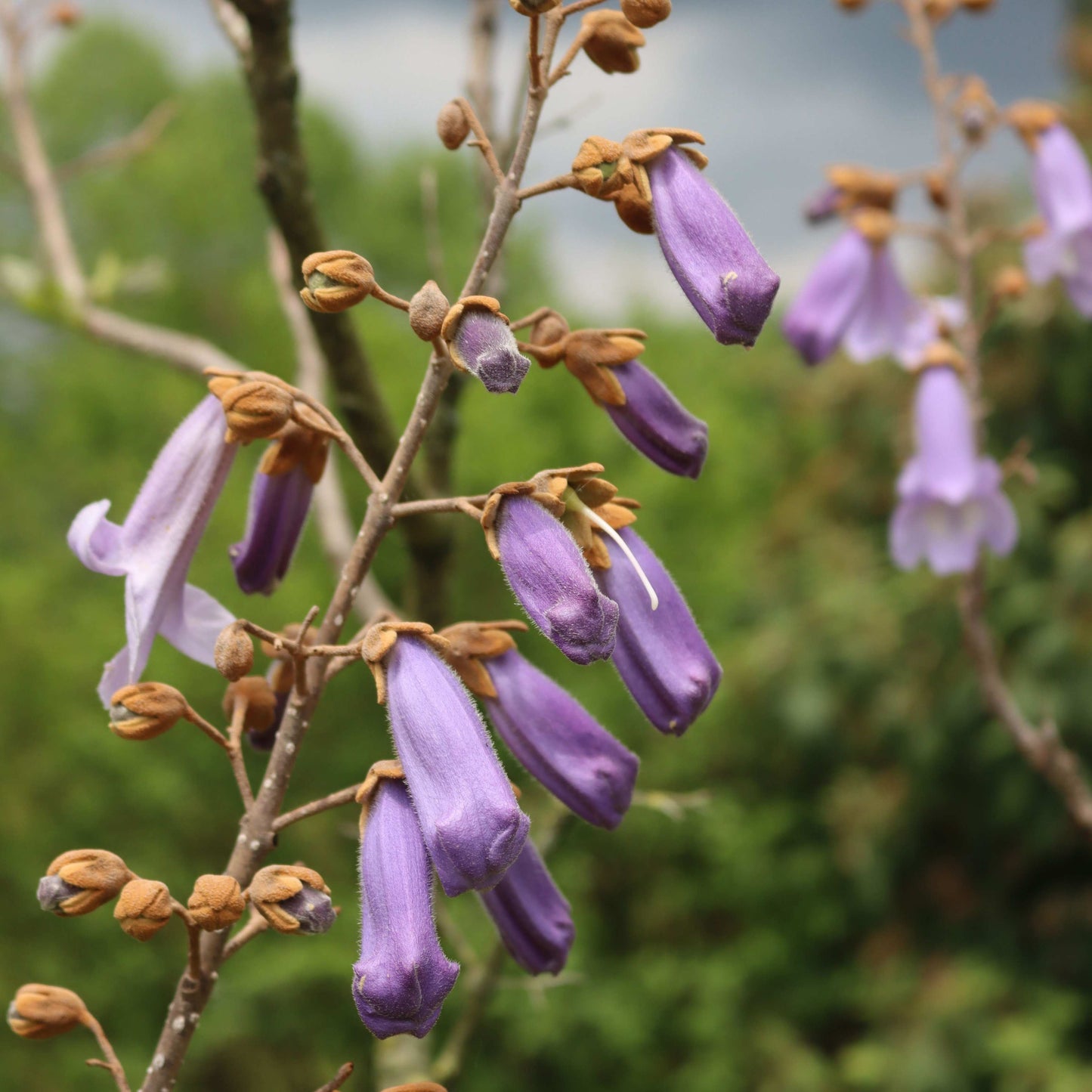 100Pcs Royal Empress Tree Seeds (Paulownia tomentosa), Flower Seeds