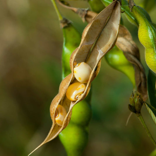 20Pcs Organic Non-GMO Soybean Seeds Pack