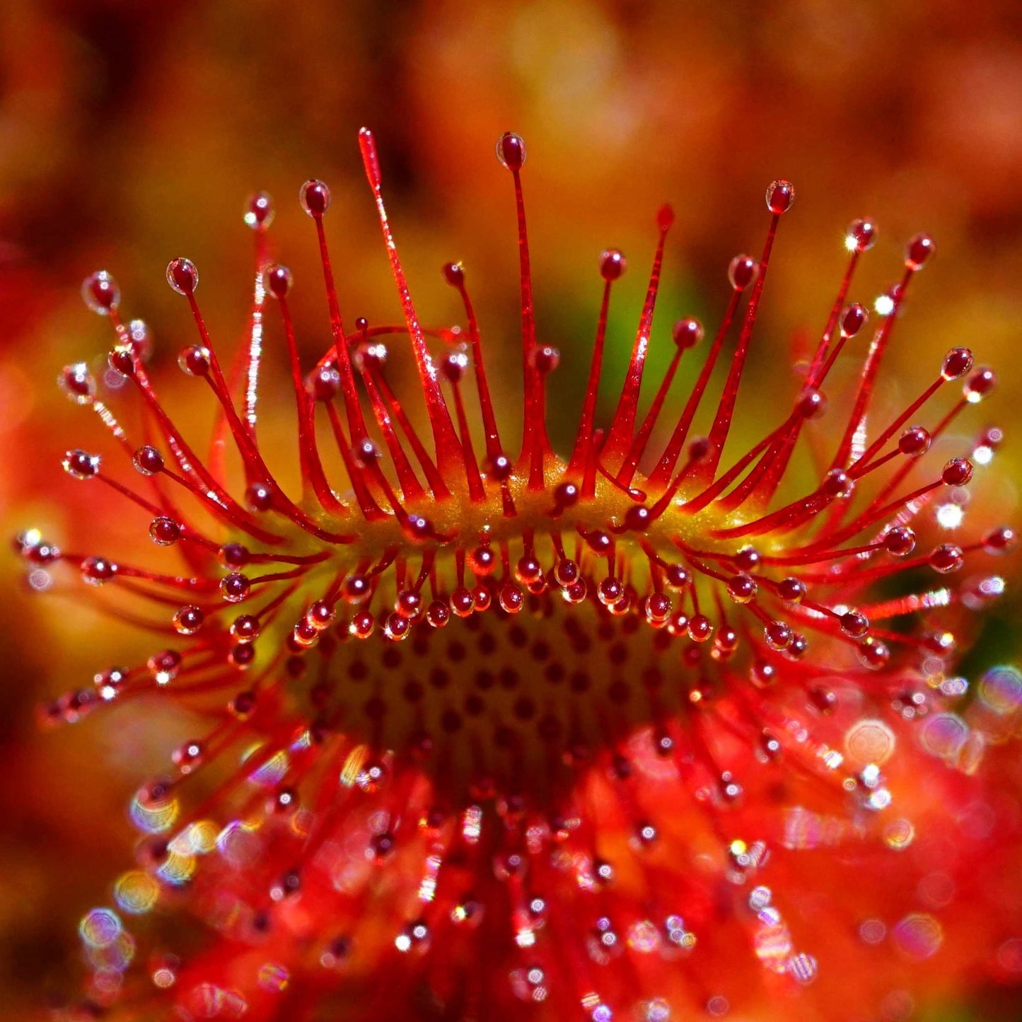 50Pcs Carnivorous Sundew Plant Drosera Flower Seed