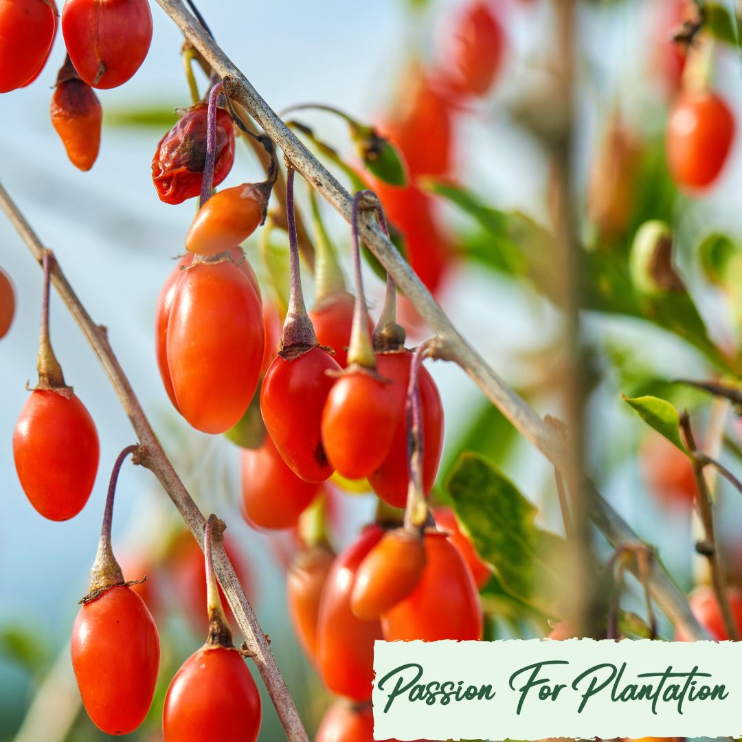 Immune Booster Fruit Seeds Bundle (3 Varieties) – Grow Your Own Superfoods