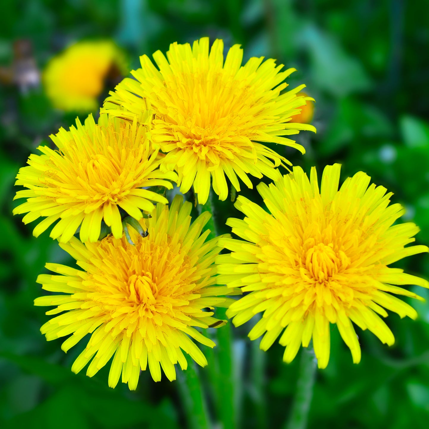Dandelion (Taraxacum) Plant Seeds