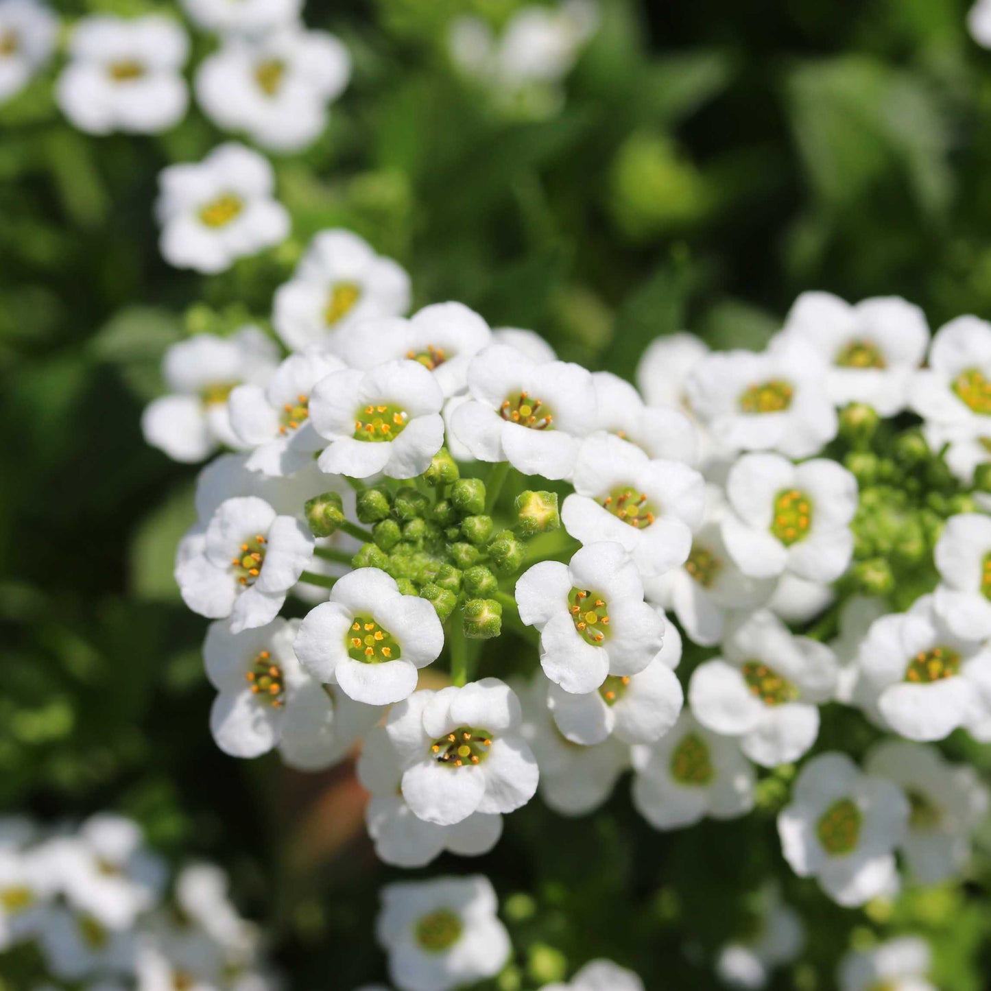 100Pcs Alyssum Flower Seeds Pack