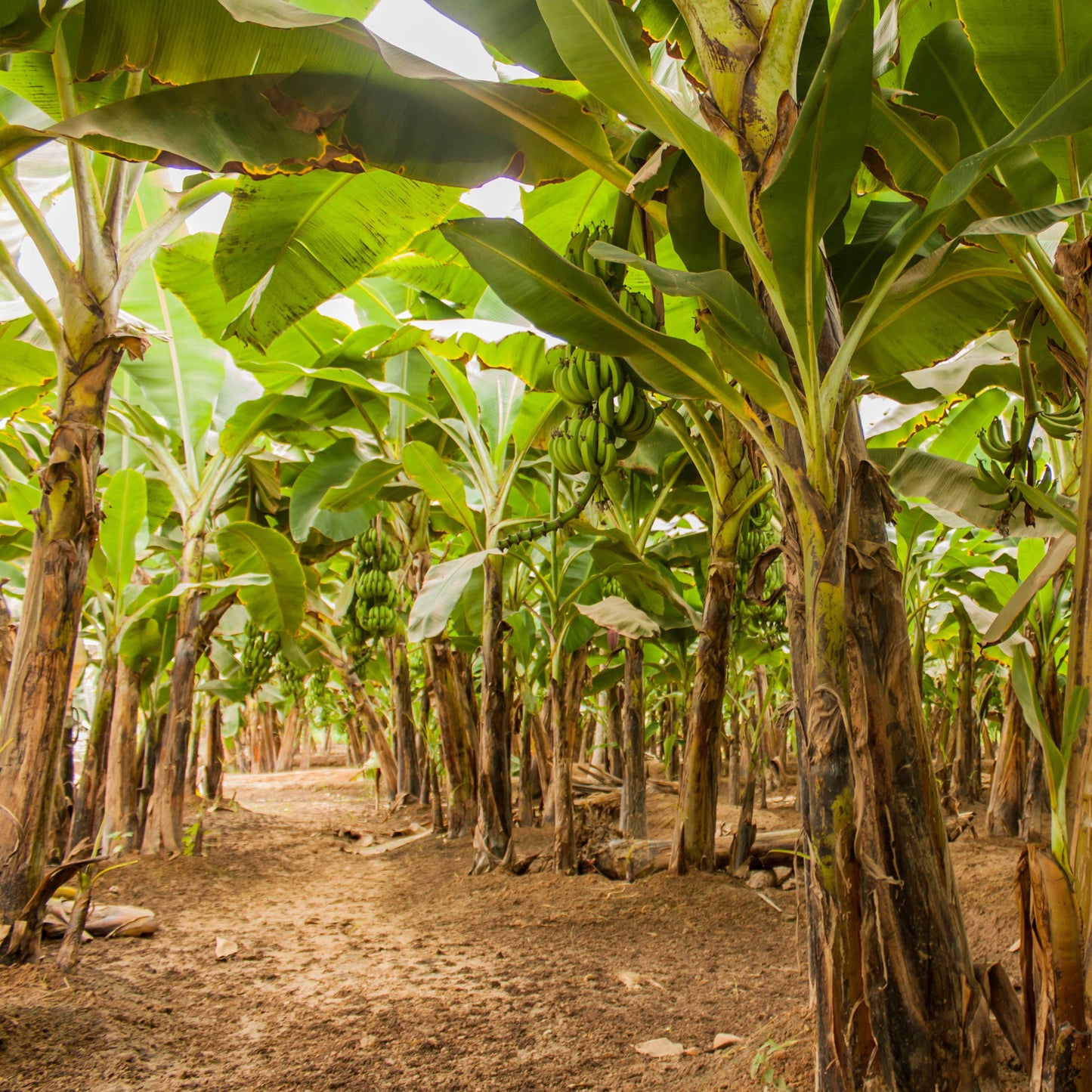 30Pcs Banana Plant Seeds