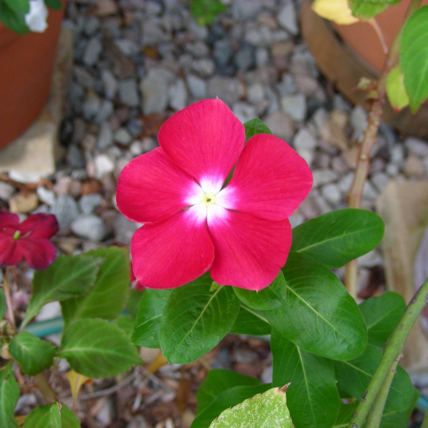 100Pcs Vinca Flower Seeds