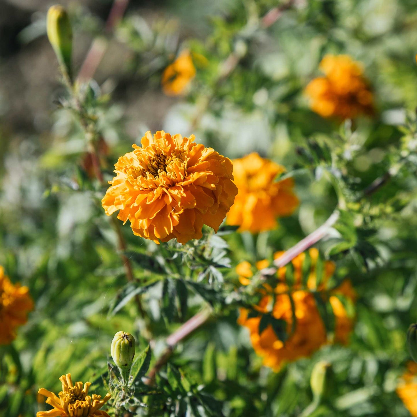 100Pcs African Marigold Seeds Pack