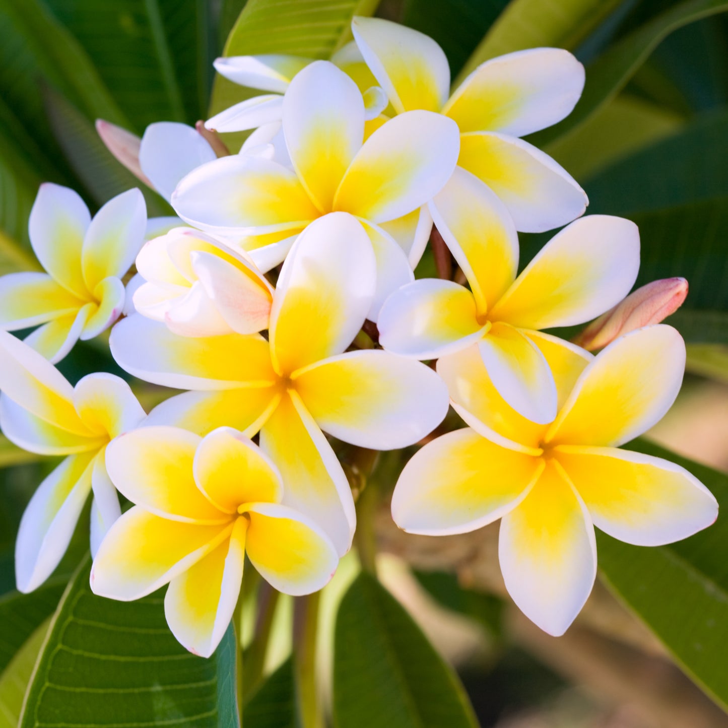 50 Plumeria Rubra Frangipani Seeds (Multi-Color)