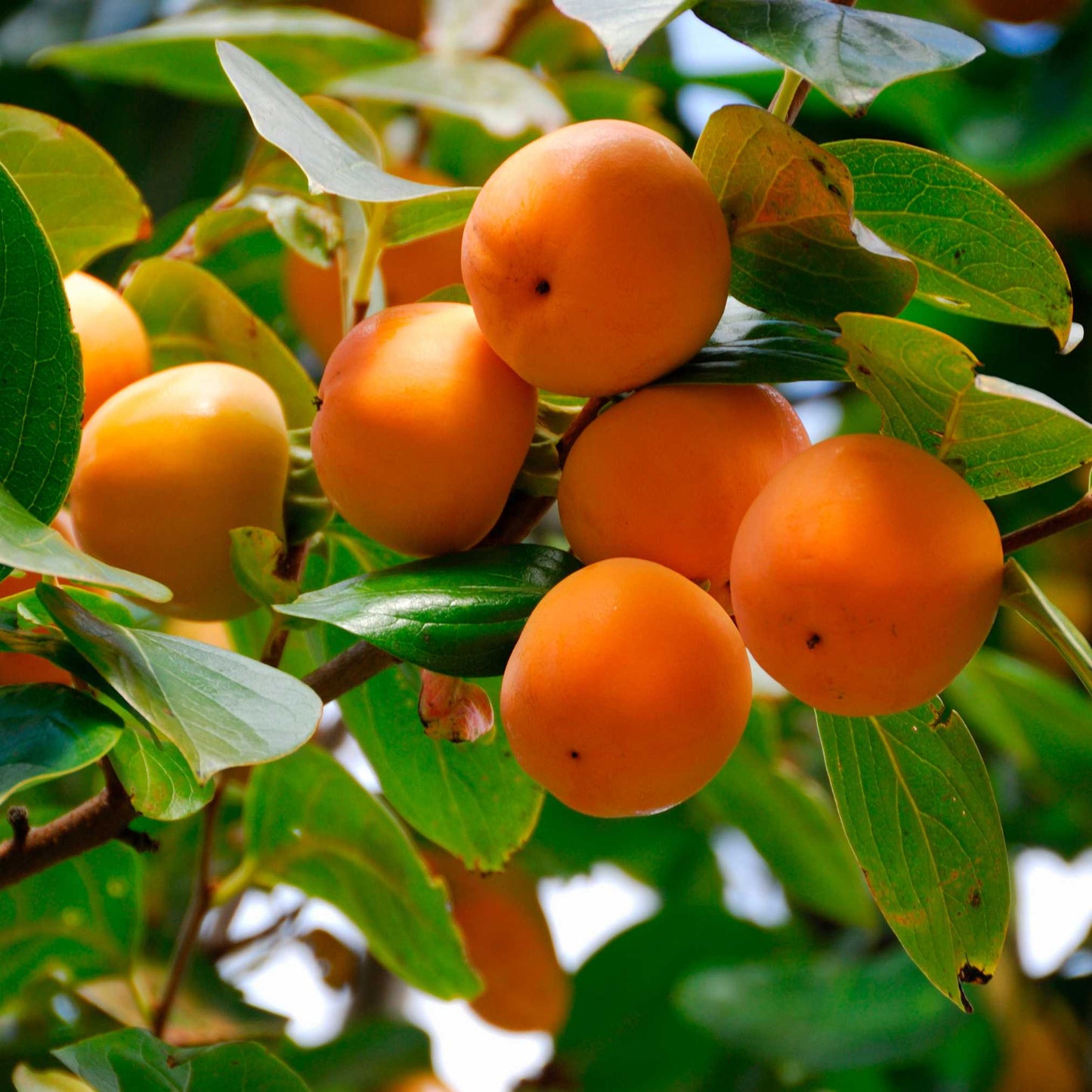 20Pcs Japanese Golden Persimmon Seeds