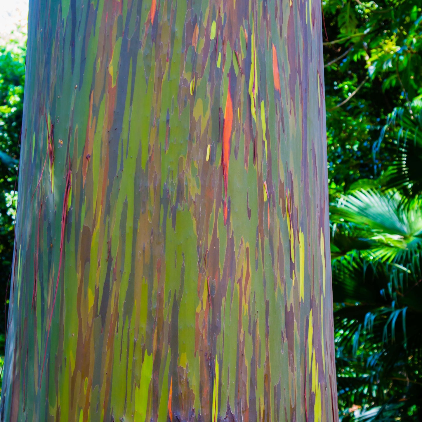 50Pcs Rainbow Eucalyptus Deglupta Tree Seeds
