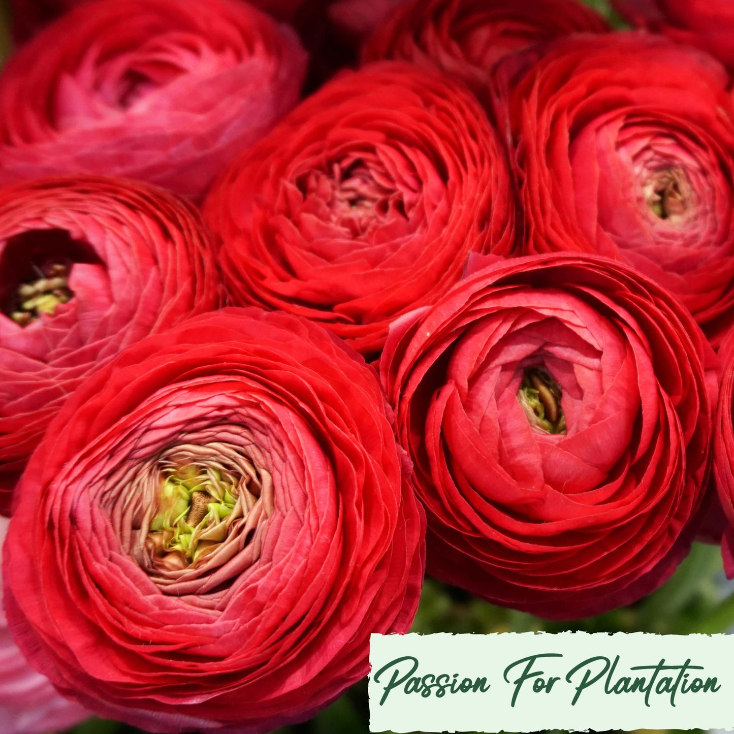 100Pcs Royal Ranunculus Asiaticus Seeds