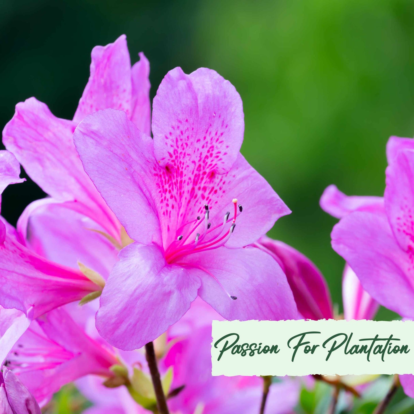 50Pcs Azalea (Rhododendron) Seeds