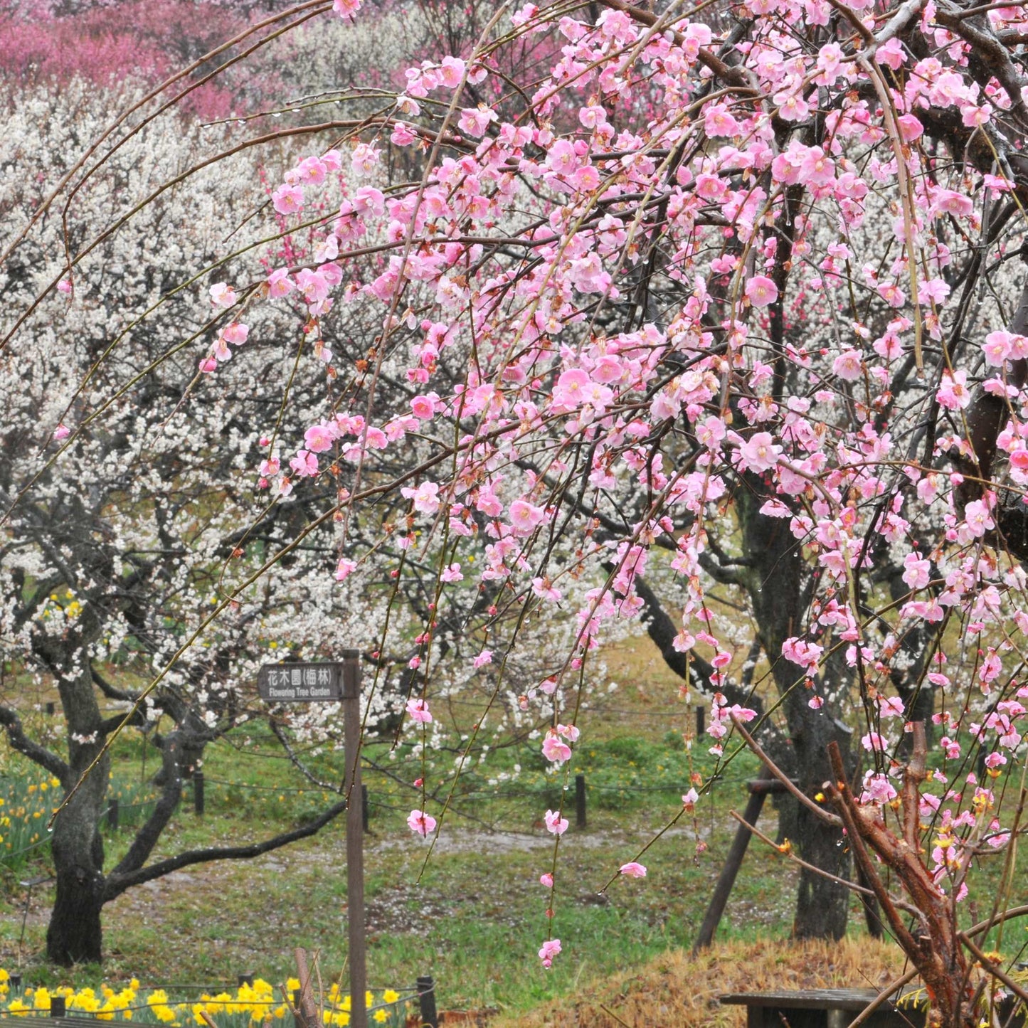 20Pcs Japanese Plum Blossom / Ume Flower Seeds
