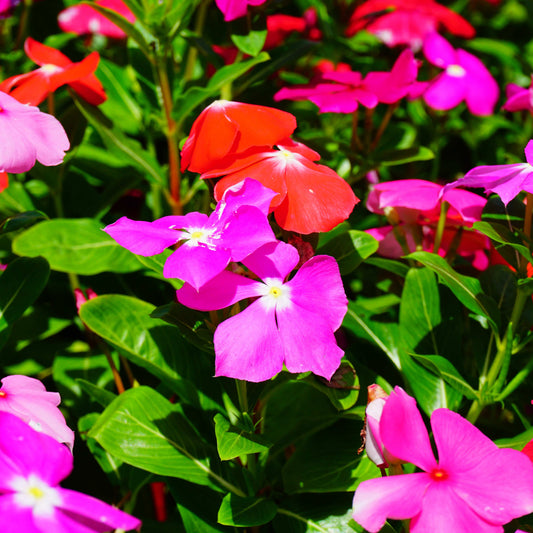 100Pcs Vinca Flower Seeds