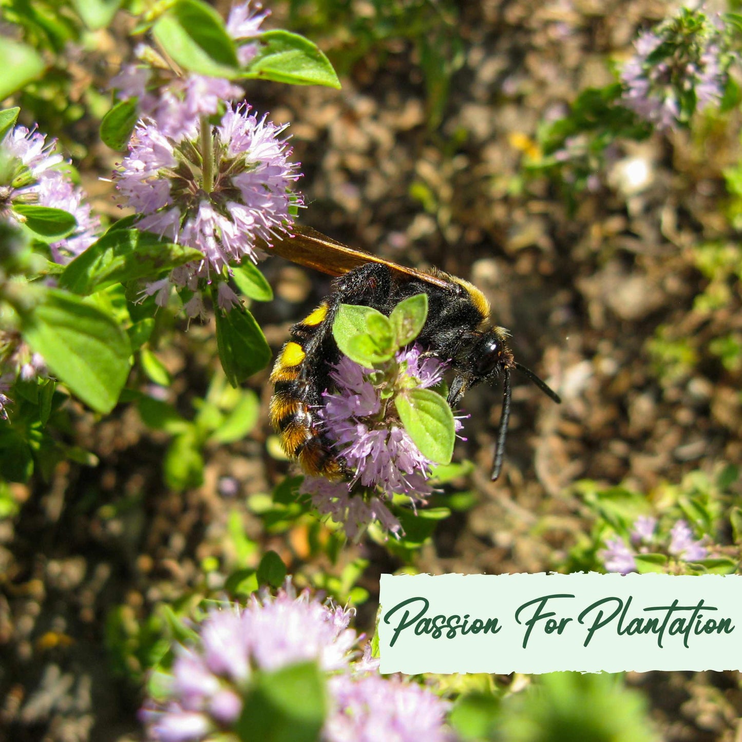 100Pcs Pennyroyal Mint Herb Seeds