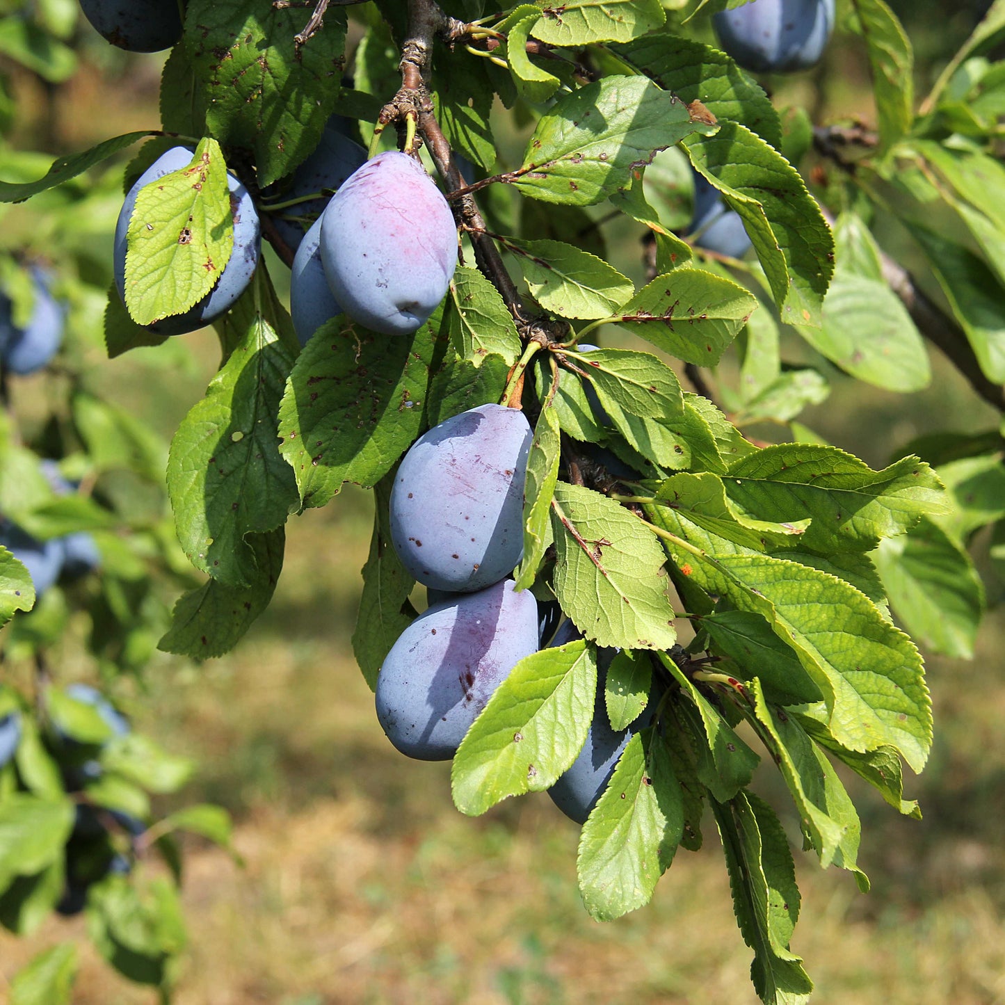 10Pcs Plum Tree Seeds, Fruit Tree, Easy To Grow