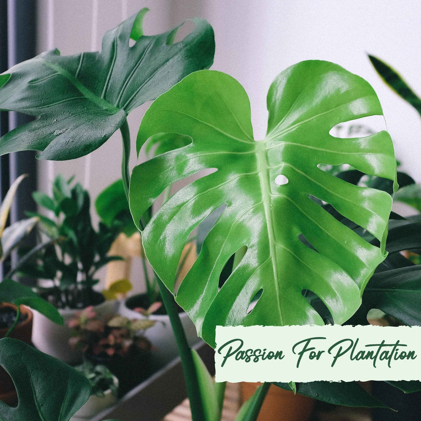 50Pcs Monstera deliciosa Liebm Seeds