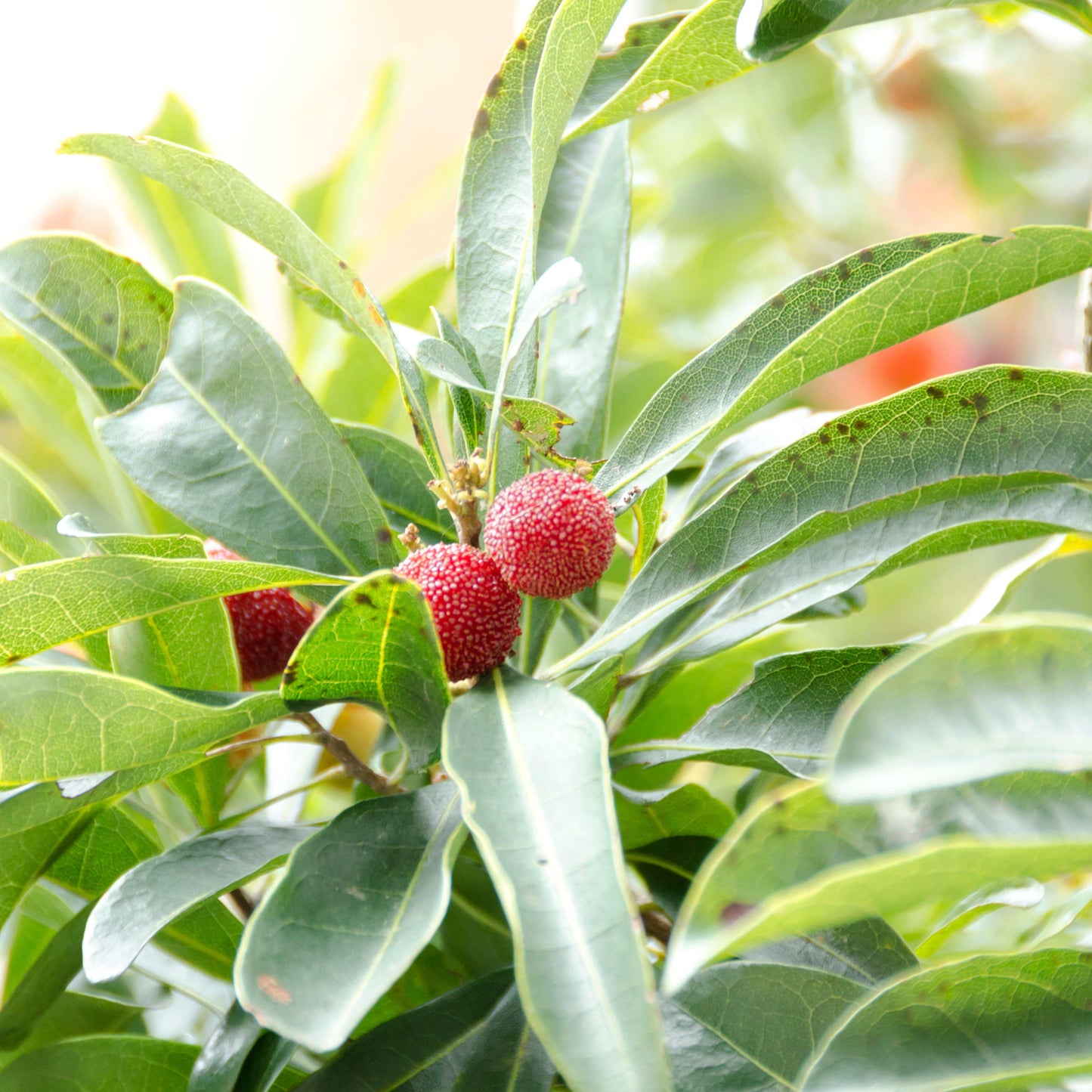 5Pcs Yangmei (Bayberry) Plant Seeds