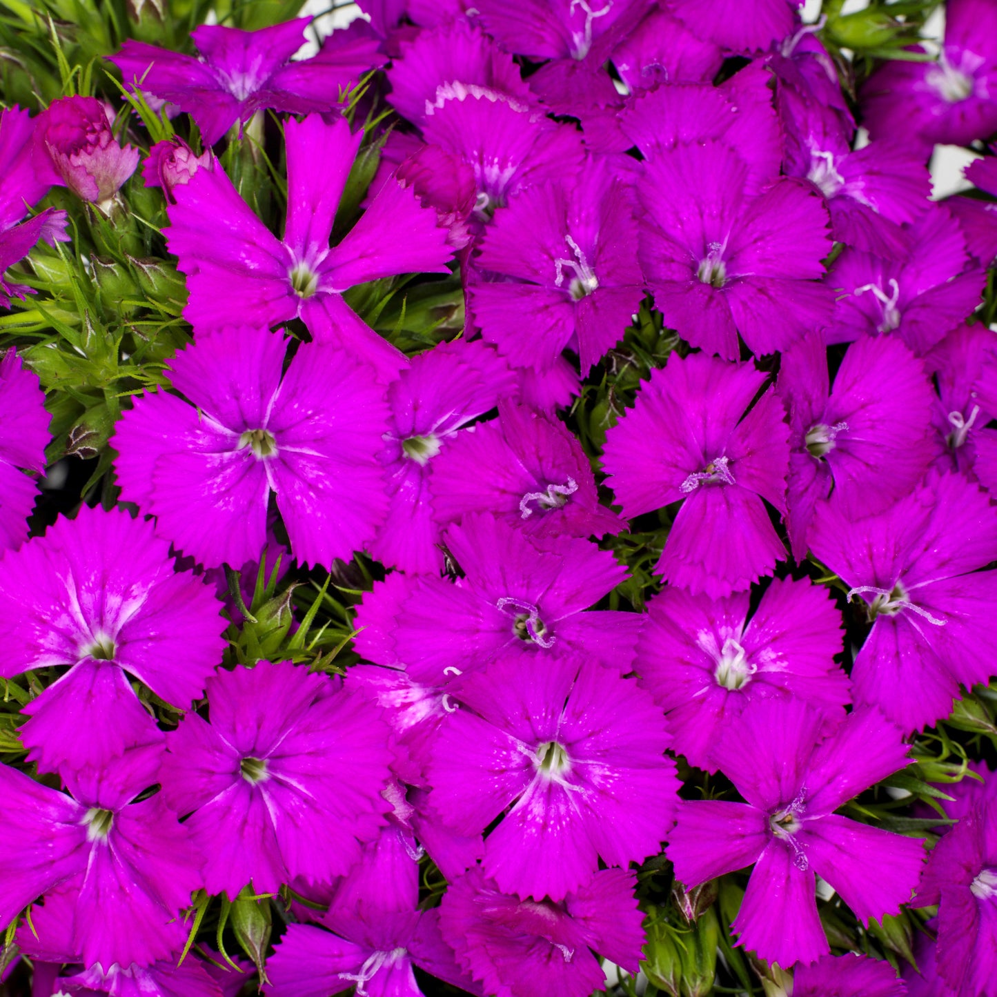 100Pcs Mixed Multicolor Sweet William Flower Seeds