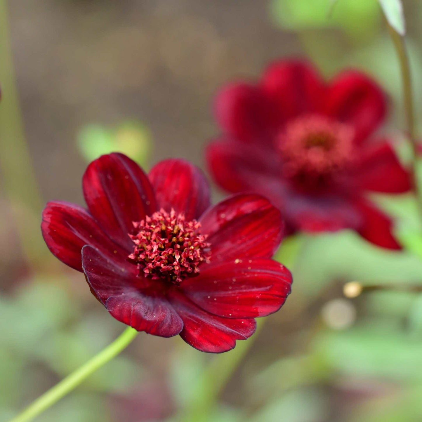 100Pcs Chocolate Cosmos Flower (Atrosanguineus) Seeds