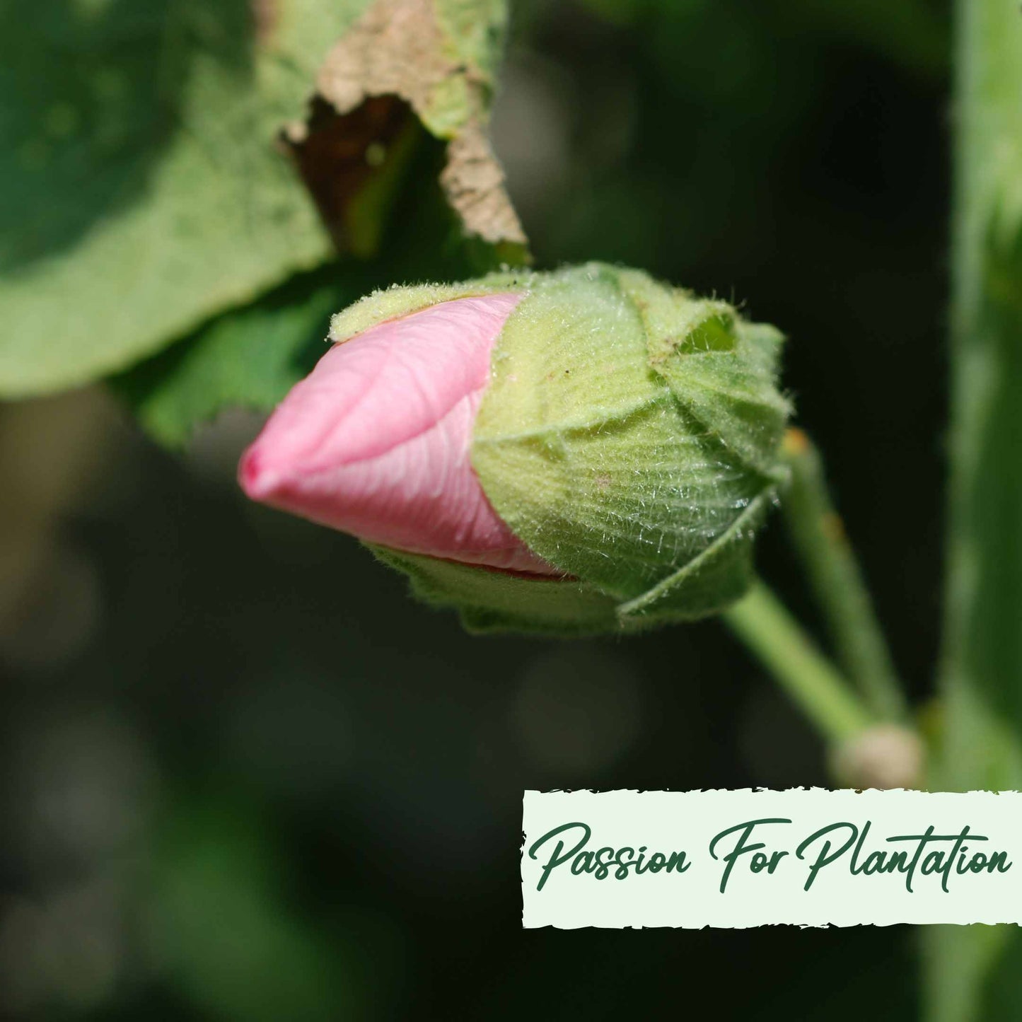 50Pcs Peach Colored Hollyhock Seeds