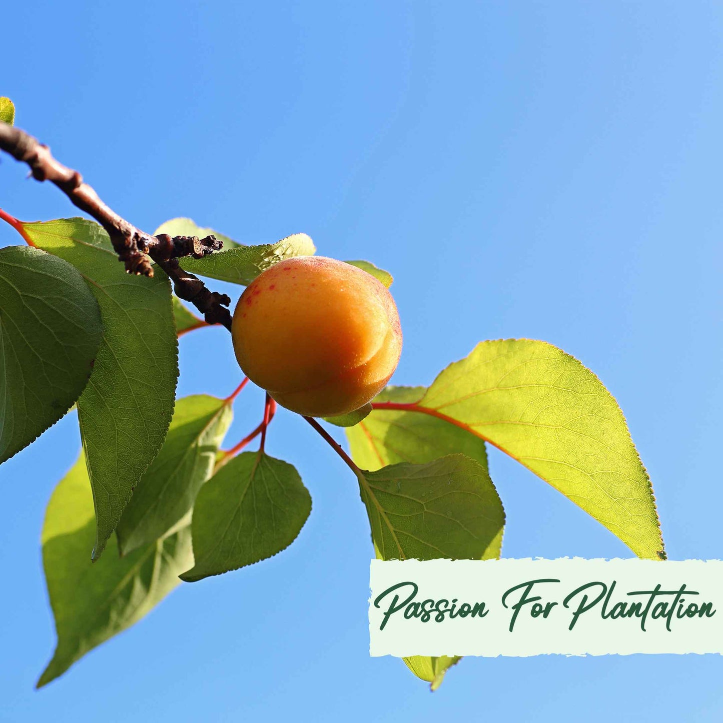 5Pcs Apricot Tree Seeds
