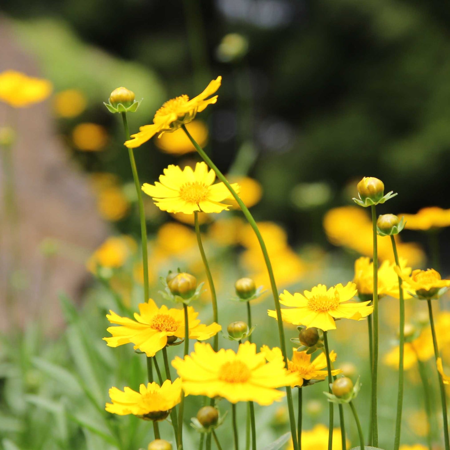 20Pcs Coreopsis Flower Seeds