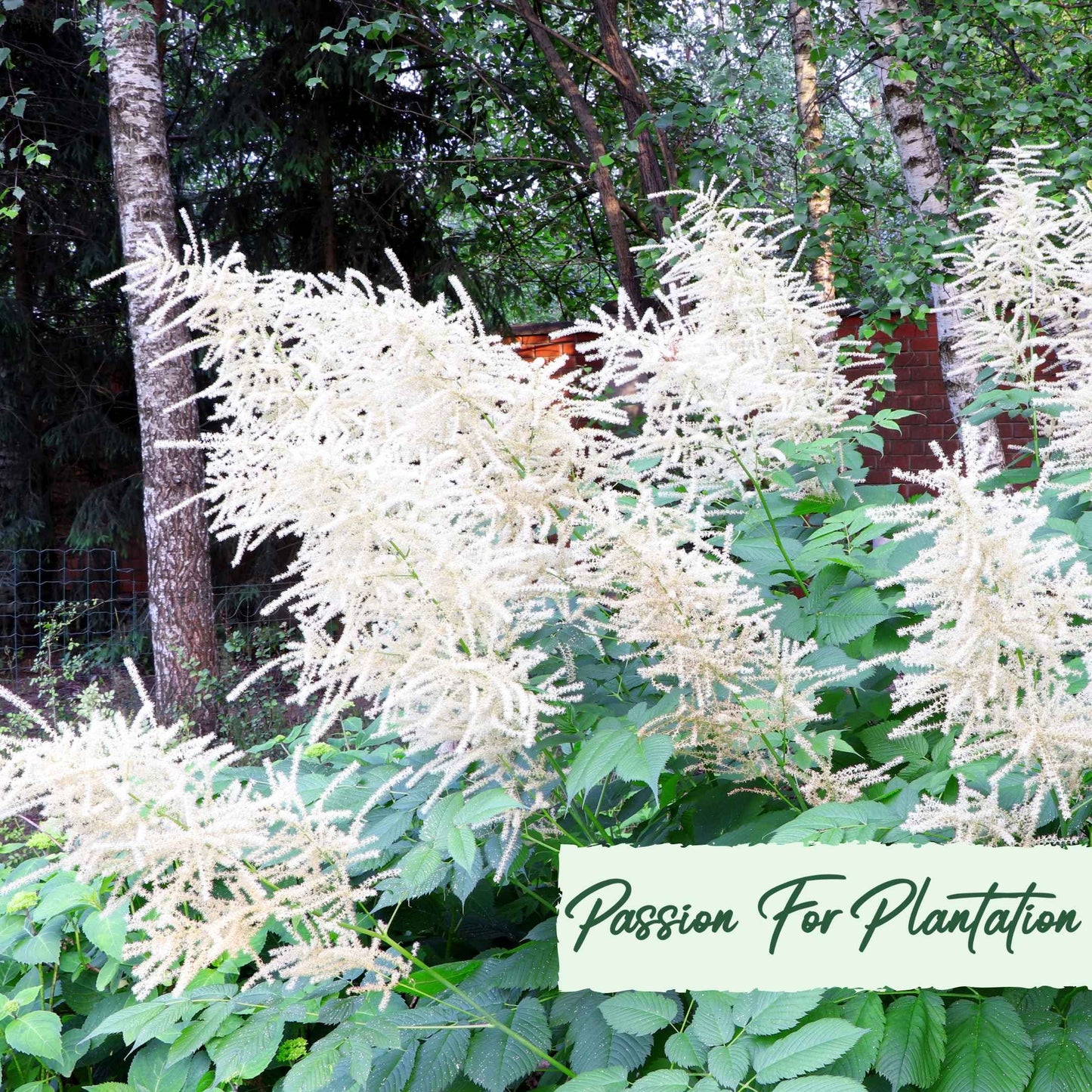 Aruncus Noble Spirits Seeds (Aethusifolius Noble Spirits)