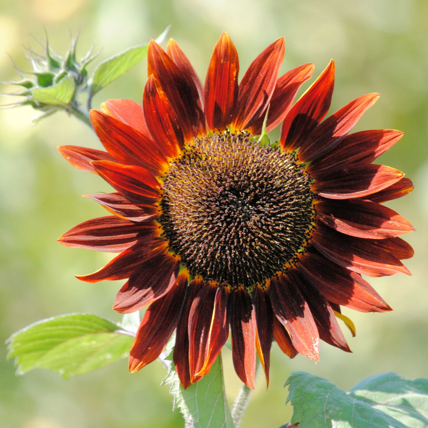 20Pcs Red Sunflower Seeds