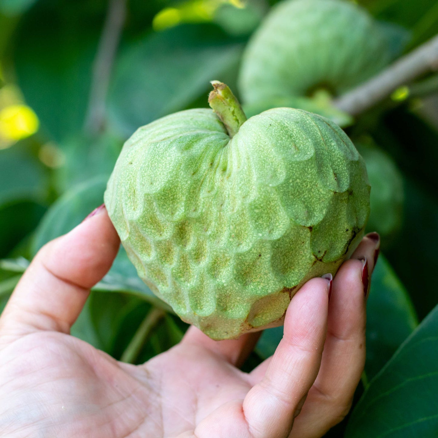 50Pcs Cherimoya Plant Seeds