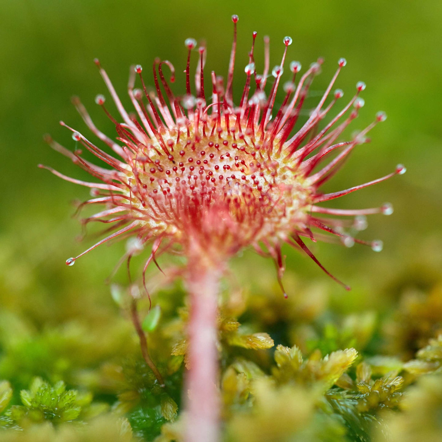 50Pcs Carnivorous Sundew Plant Drosera Flower Seed
