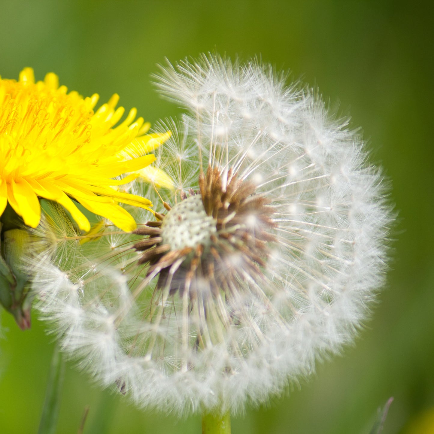 Dandelion (Taraxacum) Plant Seeds