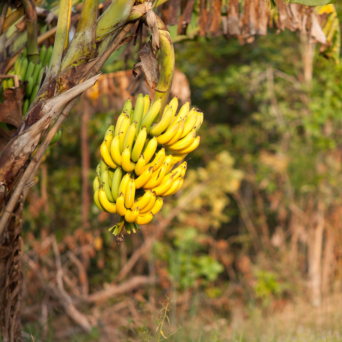 30Pcs Banana Plant Seeds