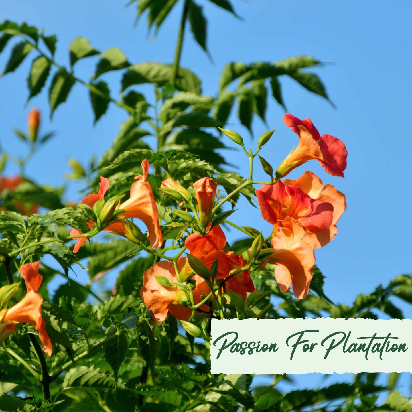 50Pcs Trumpet Vine (Campsis radicans) Seeds